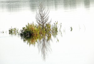 Simply Nature